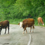 Les vaches, curieuses, ne sont pas en reste