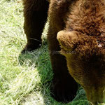 Les ours de Kuterevo