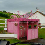abri-bus rose...