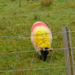 Les moutons sont décorés comme le drapeau belge: tête noire, corps jaune et rouge