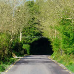 La route s'engouffre dans un tunnel végétal