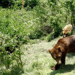 Les ours de Kuterevo