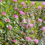 Les rhododendrons en fleurs forment des haies atteignant parfois plusieurs mètres de hauteur