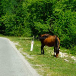 Sur le bord de la route un cheval broute tranquillement