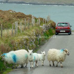 Les moutons divaguent sur la route