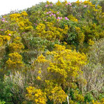 Genêts et rhododendrons sont en fleurs