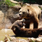 Les ours de Kuterevo
