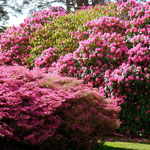 Le parc de Muckross House