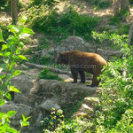 Les ours de Kuterevo