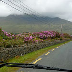Les rhododendrons sont de plus en plus fleuris