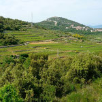 Les vignes sur la presqu'île de Pelješac