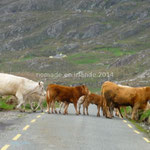 Un troupeau de vaches, non accompagné, traverse la route devant nous pour rejoindre des congénères dans la pâture.