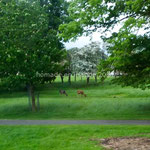 Dublin Phoenix Park