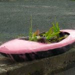 Kayak rose...