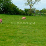 Les moutons roses...