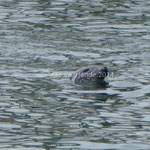 Phoque