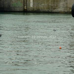 Des phoques nagent dans le port