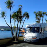Au milieu des palmiers à Castletown Berehaven