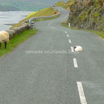 Encore des moutons sur la route