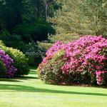 Le parc de Muckross House
