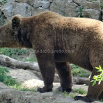 Les ours de Kuterevo