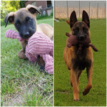 Malimaniac's Inhassoro *Demba* - IGP3, DVG LdM / Tanja Cramer