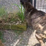 Wachhund Boza