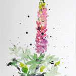 Lupine - Aquarell