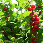 ５月２６日　ユスラ梅