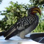 Yellow billed Hornbill