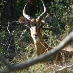 Impala Bull