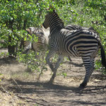 Steppenzebra 