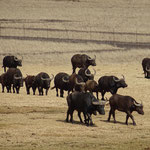 African Buffalo