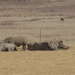 Black Rhino