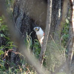 Whitehelmed Shrike (muss ja jetzt angeben, dass ich die Vögel kenne:-))