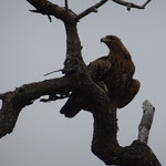 Adler 