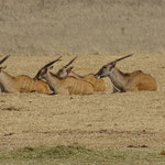 Eland Antilope