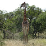 Giraffen Bulle