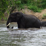 African Elefant