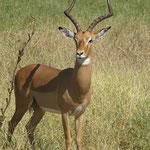 Endlich mal ein Impala von vorne, meist zeigen sie mir nur den ....