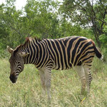 Burchell Zebra