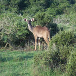 Nyala Antilope