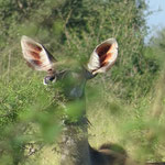 Nyala Kuh