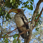 Yello Billed Hornbill
