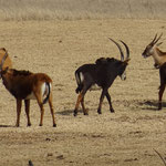 Roa, Sable und Eland  Antilope