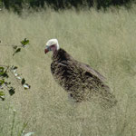 White Headed Vulture