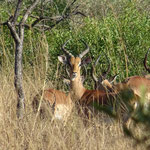  Impalas