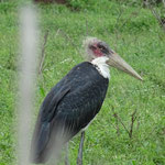 Marabu Stork
