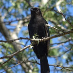 Black Cuckoo