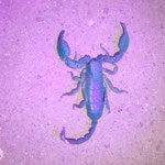 Abendlicher Besucher im Bett! ca. 5-7cm lang! Sorry, dass ich nicht die Nerven hatte um ein Lineal daneben zu legen:-)